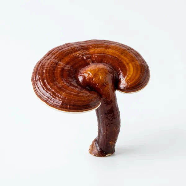 Reishi Mantarı — Cleopatra kreminin doğal içeriği